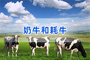 新疆维吾尔自治区牛类动物鉴定